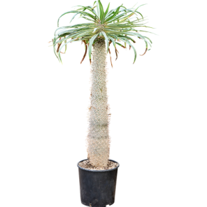 pachypodium geayi m.png