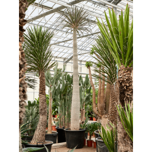 pachypodium geayi xxxl.png