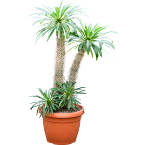 Pachypodium lamerei - 2 stam.png