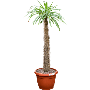 Pachypodium lamerei.png
