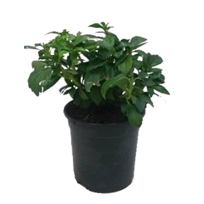 pachysandra-terminalis-green-carpet_1.png