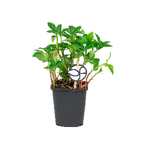 Pachysandra Terminalis  1(2).png