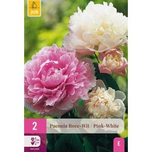 Paeonia Pink White.jpg