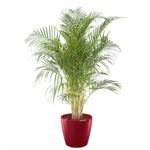 palm-areca-classico-pot-rood_1293b0.jpg