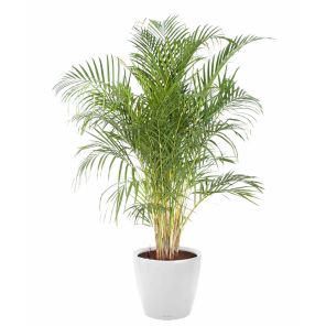 palm-areca-classico-pot-wit_e24a99.jpg