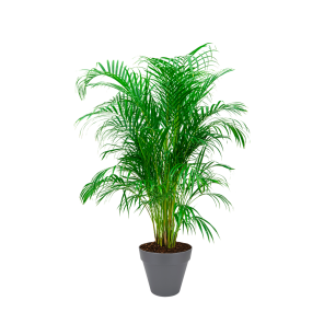 Palm Areca L in Elho Urban Loft 30 cm - antraciet_1.png