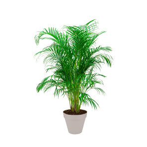 Palm Areca L in Elho Urban Loft 30 cm - beige_1.png