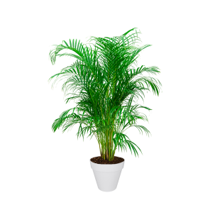 Palm Areca L in Elho Urban Loft 30 cm - wit.png