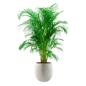 `Palm Areca Large in Balloon M concrete - wit.png