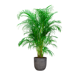 Palm Areca Large in Capi Nature Egg rib 35 cm - antraciet.png