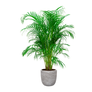 Palm Areca Large in Capi Nature Egg rib 35 cm - wit.png