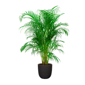 Palm Areca Large in Capi Nature Egg rib 35 cm - zwart.png