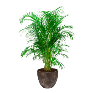 Palm Areca Large in Coral Jesslyn XS - Imperial brown - bruin.png