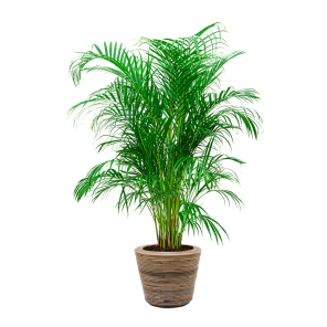 Palm Areca Large in Drypot Rattan.png