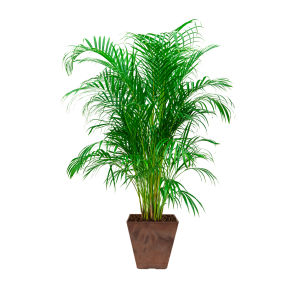 Palm Areca Large in Ella Artstone - 30 cm - Bruin.png