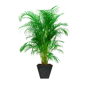 Palm Areca Large in Ella Artstone - 30 cm - Zwart.png