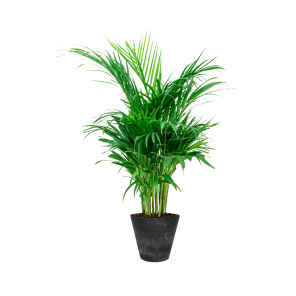 Palm Areca S in Claire Artstone 27 cm - zwart.png