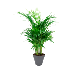 Palm Areca S in Elho Urban loft - antraciet .png