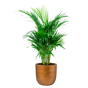 Palm Areca Small in Capi Nature retro gold_1.png