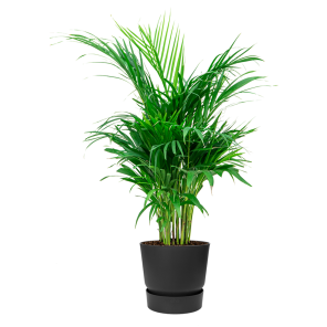 Palm Areca Small in Elho Greenville round - antraciet - zwart.png