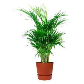 Palm Areca Small in Elho Greenville round - bruin.png