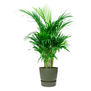 Palm Areca Small in Elho Greenville round - groen.png