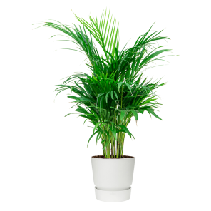 Palm Areca Small in Elho Greenville round - wit.png