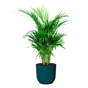 Palm Areca Small in Elho Vibes XL - blauw.png