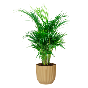 Palm Areca Small in Elho Vibes XL - geel.png