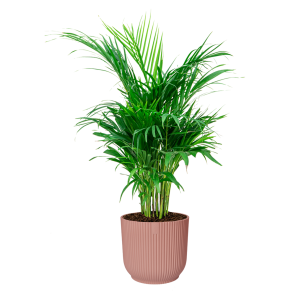 Palm Areca Small in Elho Vibes XL - roze.png