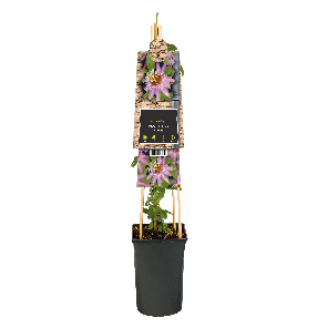 Passiflora 'Anastasia'1-2.png