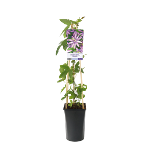 Passiflora 'Amethyst' 2(2).png