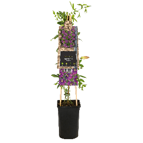 Passiflora 'Beervelde'2-2.png