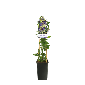 Passiflora caerulea 3(2).png