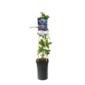 Passiflora 'Purple Haze' 1(2).png