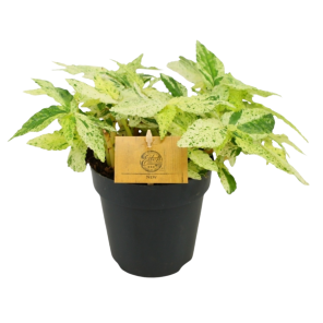 Pellionia Variegata.png