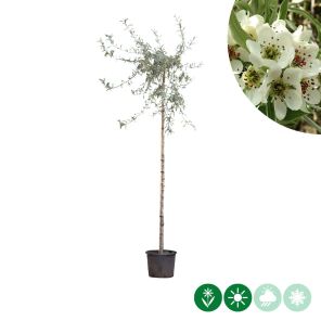 pendula boom.jpg