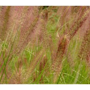 pennisetum-alopecuroides-hameln-sfeer_26f19f.jpg