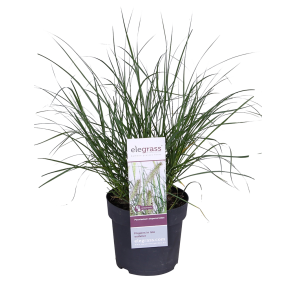 pennisetum-alopecuroides.png
