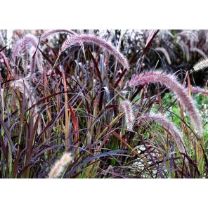 pennisetum-setaceum-rubrum-sfeer_16966d.jpg