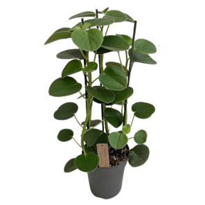 Peperomia hovaria.png