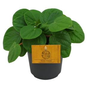 Peperomia Rana Verde.png