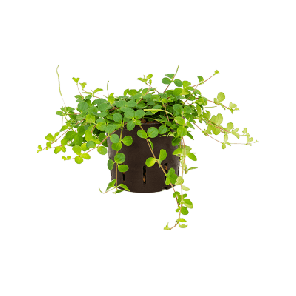 peperomia rotundifolia hydro.png