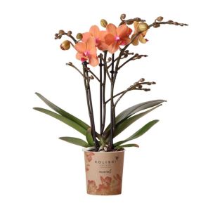 Phalaenopsis oranje