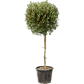 Phillyrea angustifolia.png