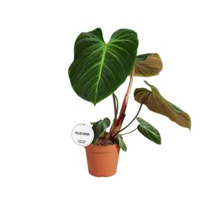 philodendron-el-choco-red.jpg