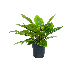 philodendron-imperial-green_3a052f.png