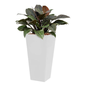 philodendron-imperial-red-4kant-wit_e7e1f0.png