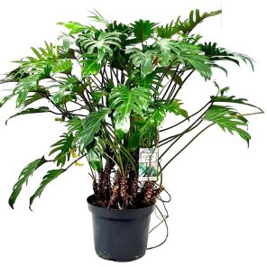 philodendron-xanadu-stems_9a859c.jpg