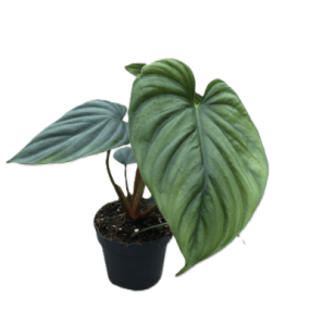 philodendron colombia.png